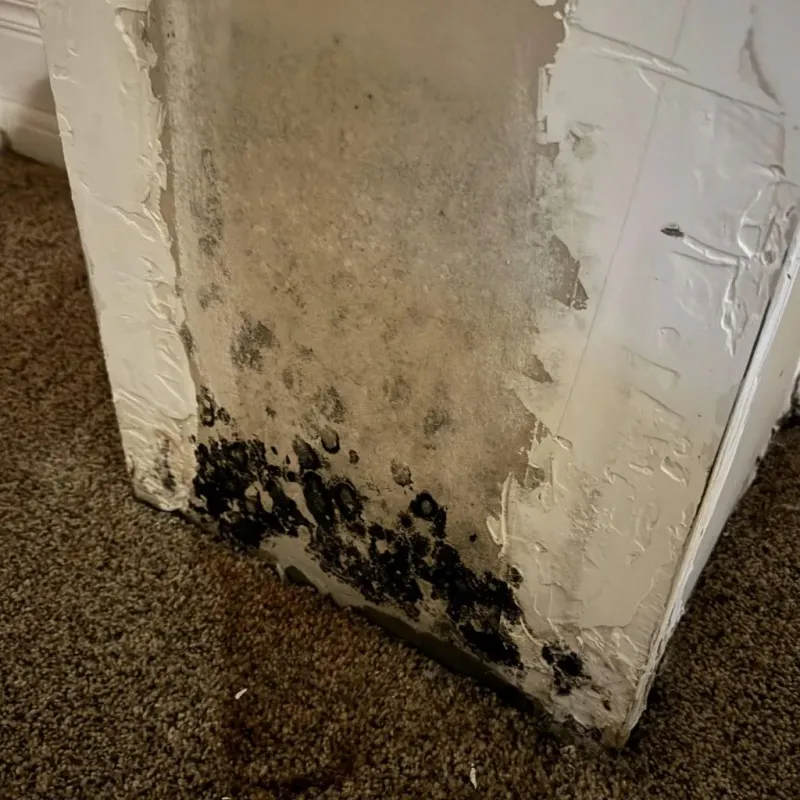 Professional Mold Removal in Durham, NC